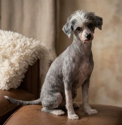 Tilly, a Adoptable mixed breed in Cibolo, TX image 2/2