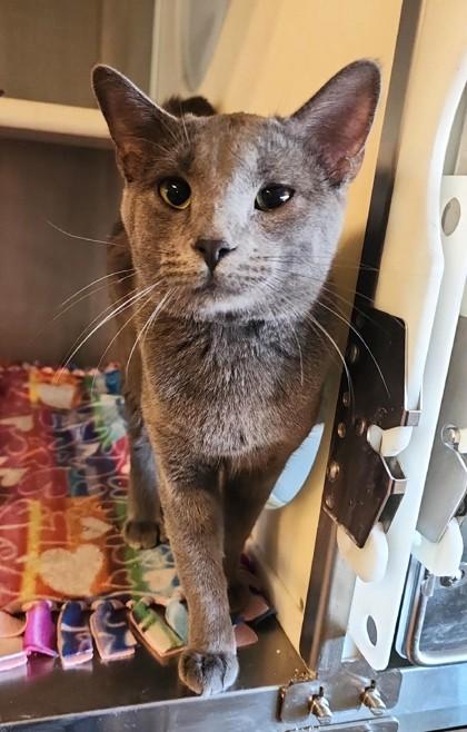 Dexter, ADOPTABLE, Adult Male Domestic Short Hair.