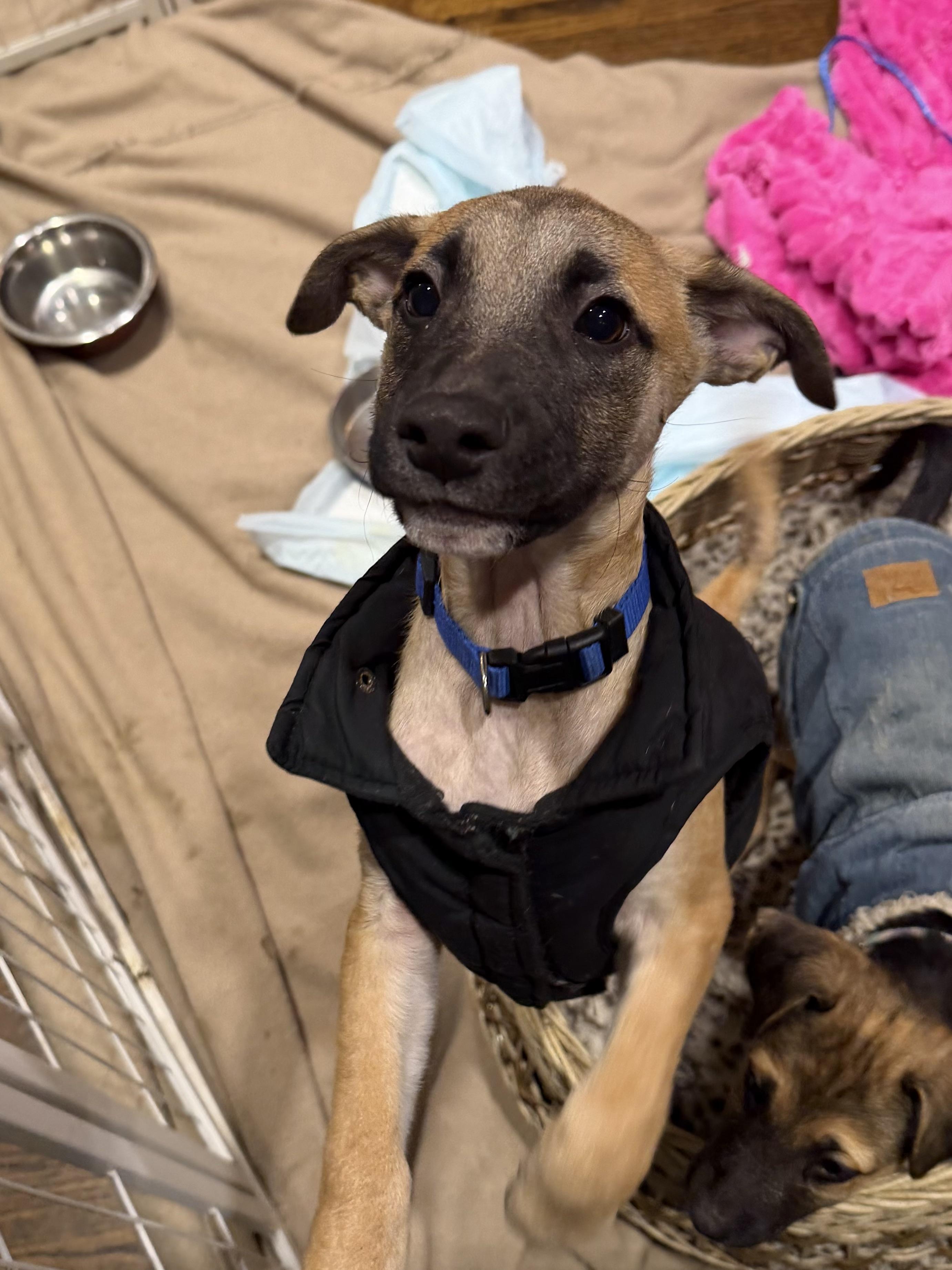 Enlarge Maxx, a Adoptable mixed breed in Ridgefield, CT image 6/6