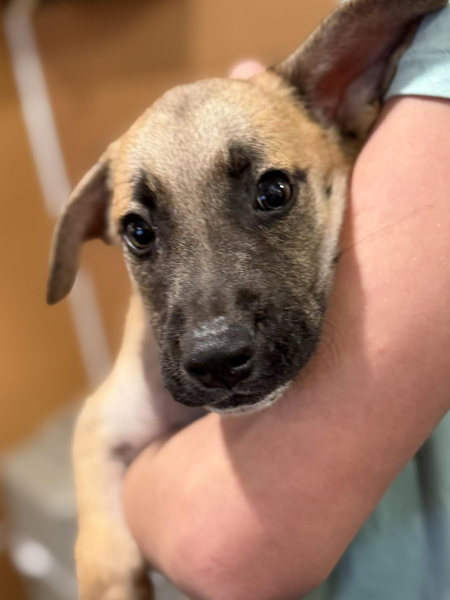 Enlarge Maxx, a Adoptable mixed breed in Ridgefield, CT image 4/6