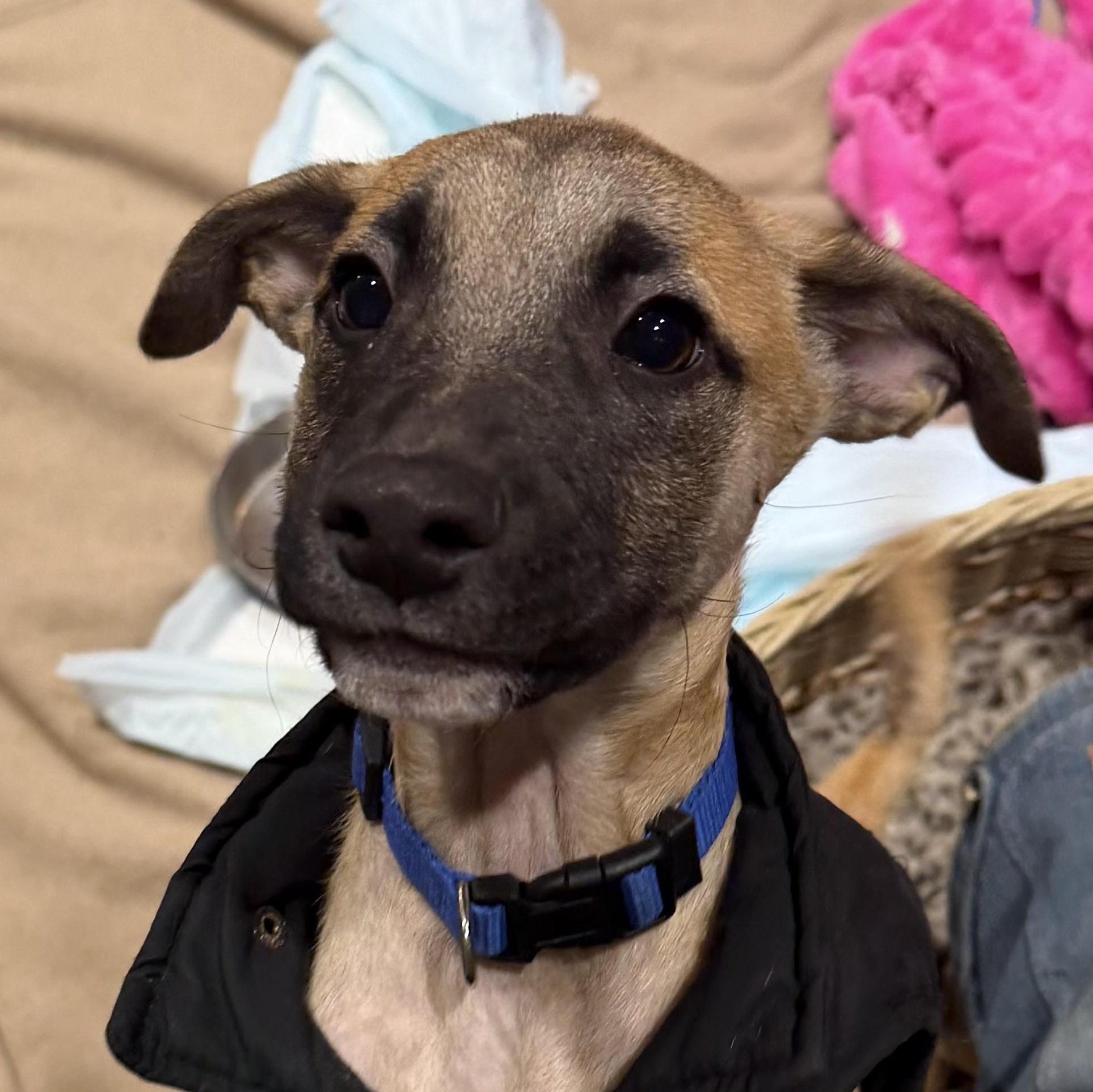 Enlarge Maxx, a Adoptable mixed breed in Ridgefield, CT image 1/6