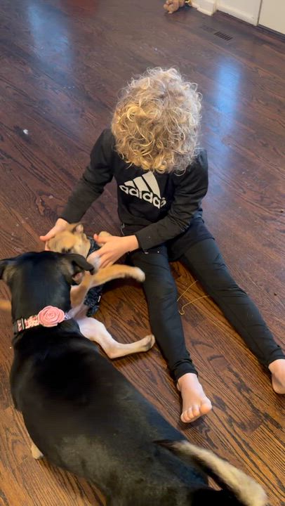 Enlarge Maxx, a Adoptable mixed breed in Ridgefield, CT video 2/6