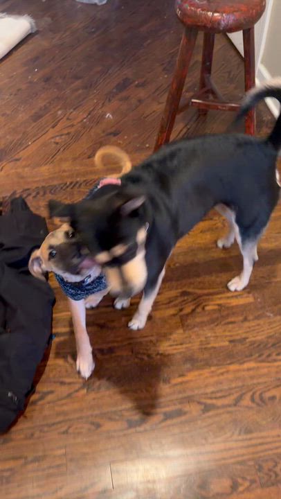 Enlarge Maxx, a Adoptable mixed breed in Ridgefield, CT video 3/6