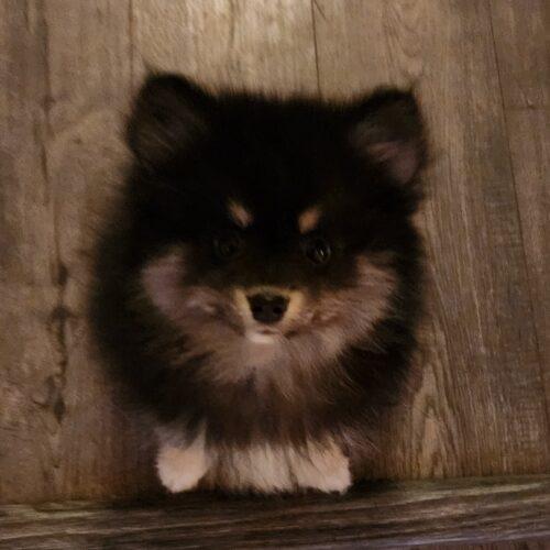 Jack (#393), Adoptable, Puppy Male Pomeranian.