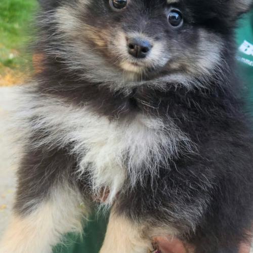 Enlarge Jack (#393), a Adoptable Pomeranian in Twin lakes, WI image 2/2