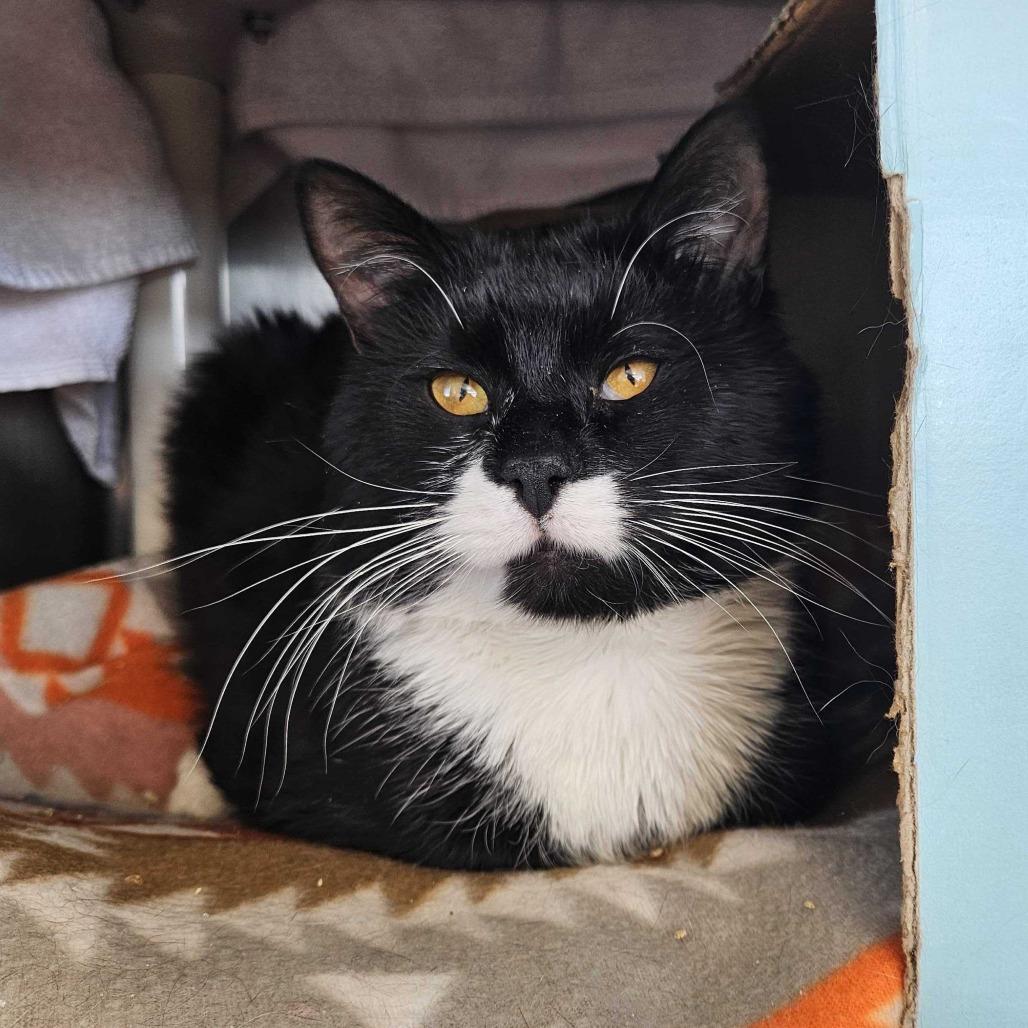 Socks, Adoptable, Young Male Domestic Short Hair.