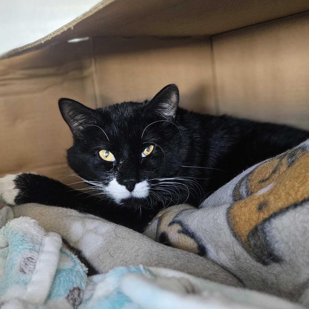 Enlarge Socks, a Adoptable Domestic Short Hair in Dover, NH image 1/3