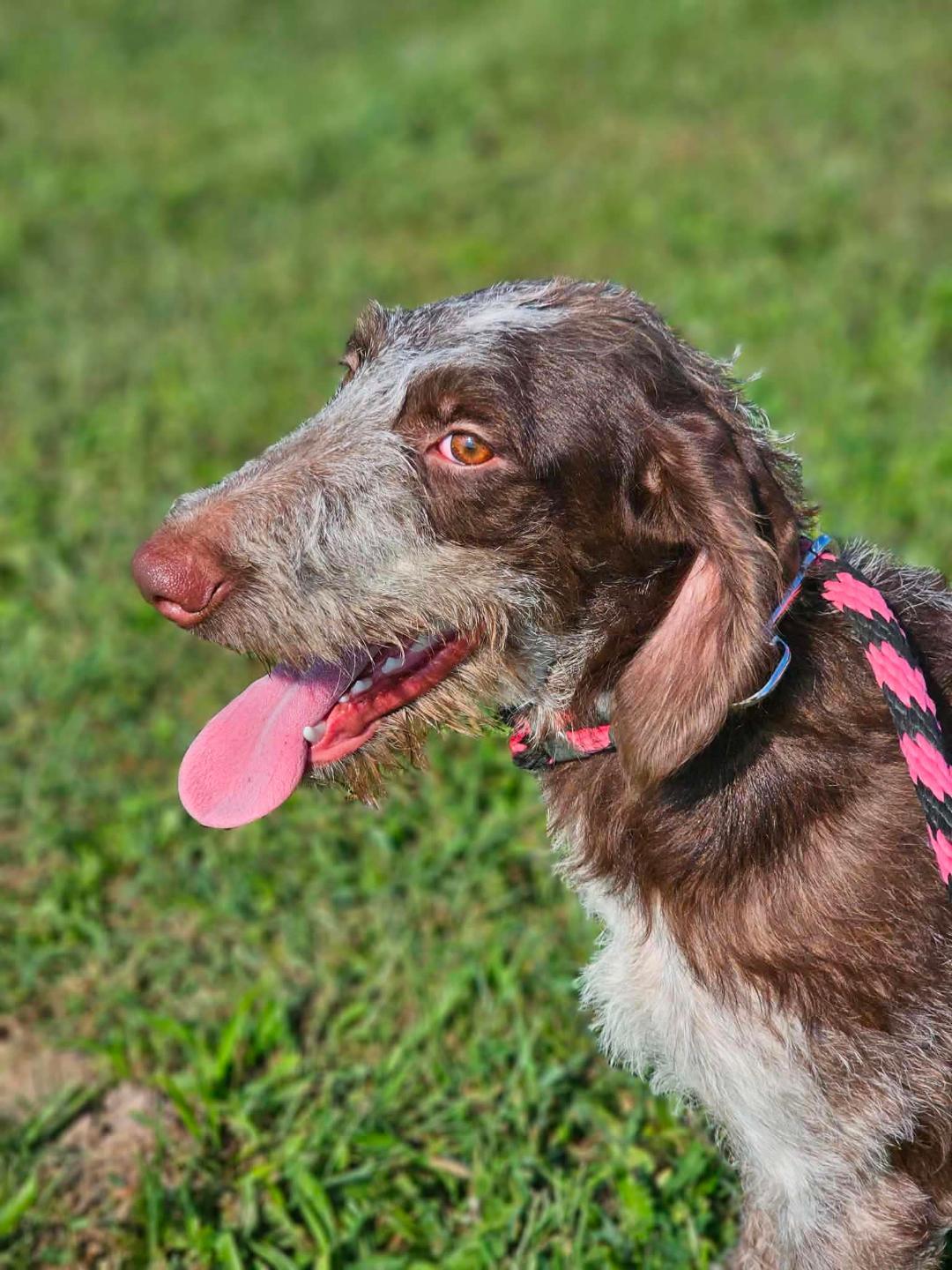 Enlarge Jade, a Adoptable German Wirehaired Pointer in RUSSIAVILLE, IN image 2/4
