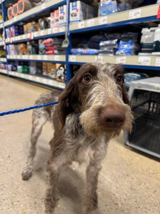 Enlarge Jade, a Adoptable German Wirehaired Pointer in RUSSIAVILLE, IN image 4/4