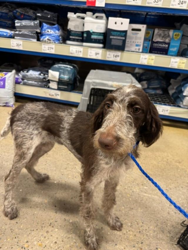 Enlarge Jade, a Adoptable German Wirehaired Pointer in RUSSIAVILLE, IN image 1/4
