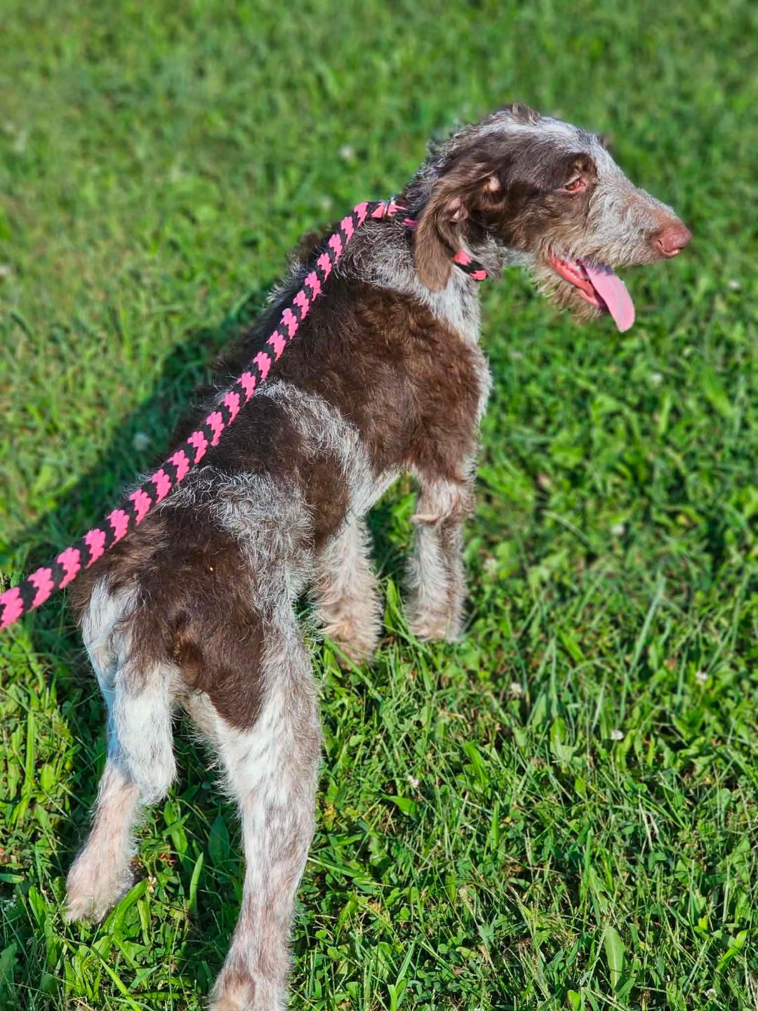 Enlarge Jade, a Adoptable German Wirehaired Pointer in RUSSIAVILLE, IN image 3/4