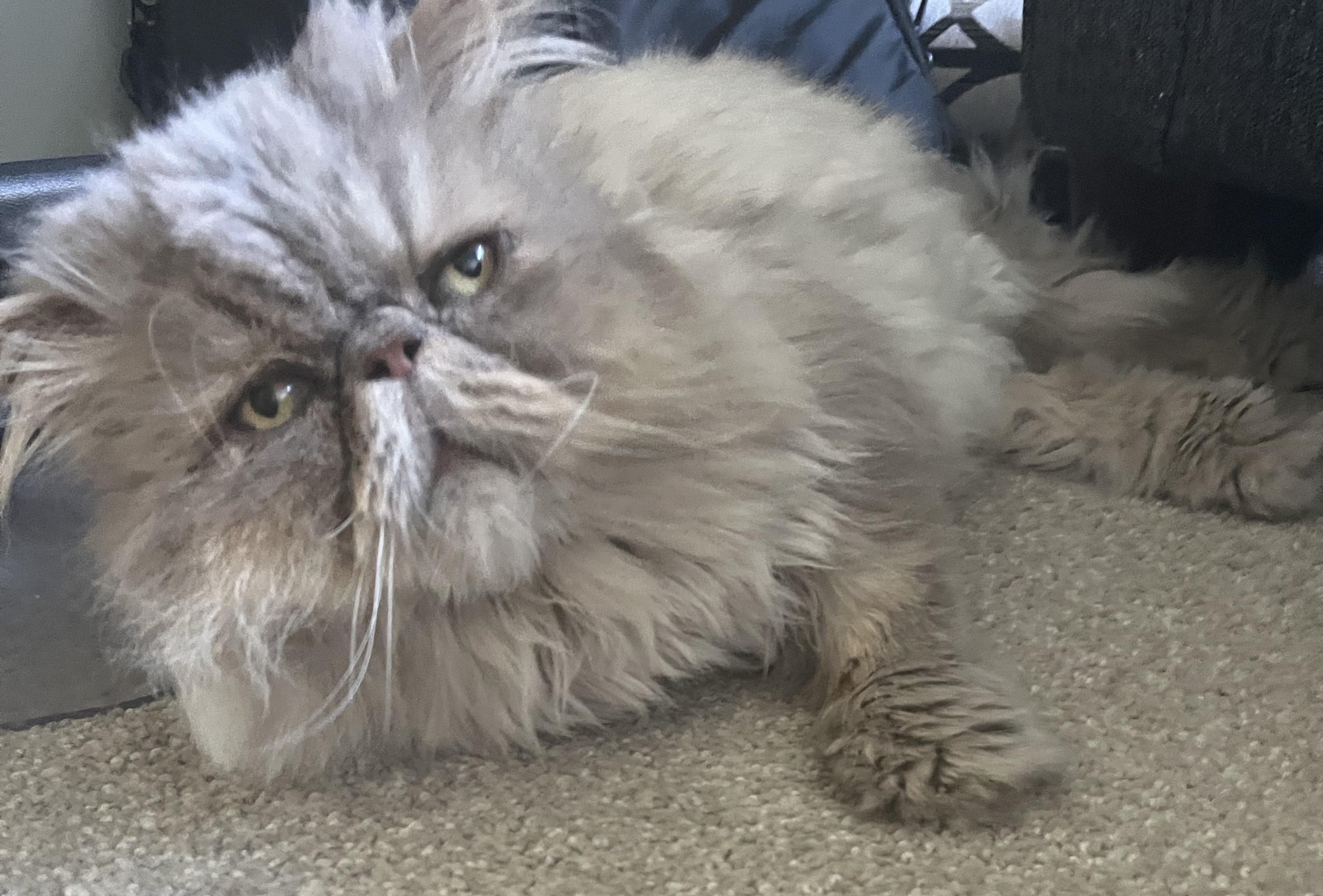 Spencer, ADOPTABLE, Senior Male Persian.