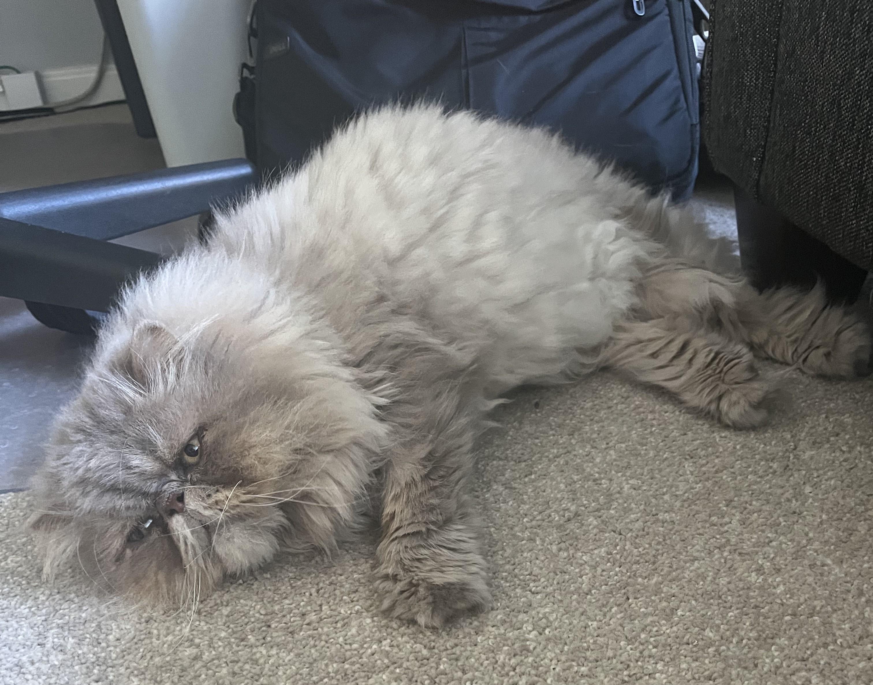 Spencer, a ADOPTABLE Persian in St. Louis, MO image 3/3