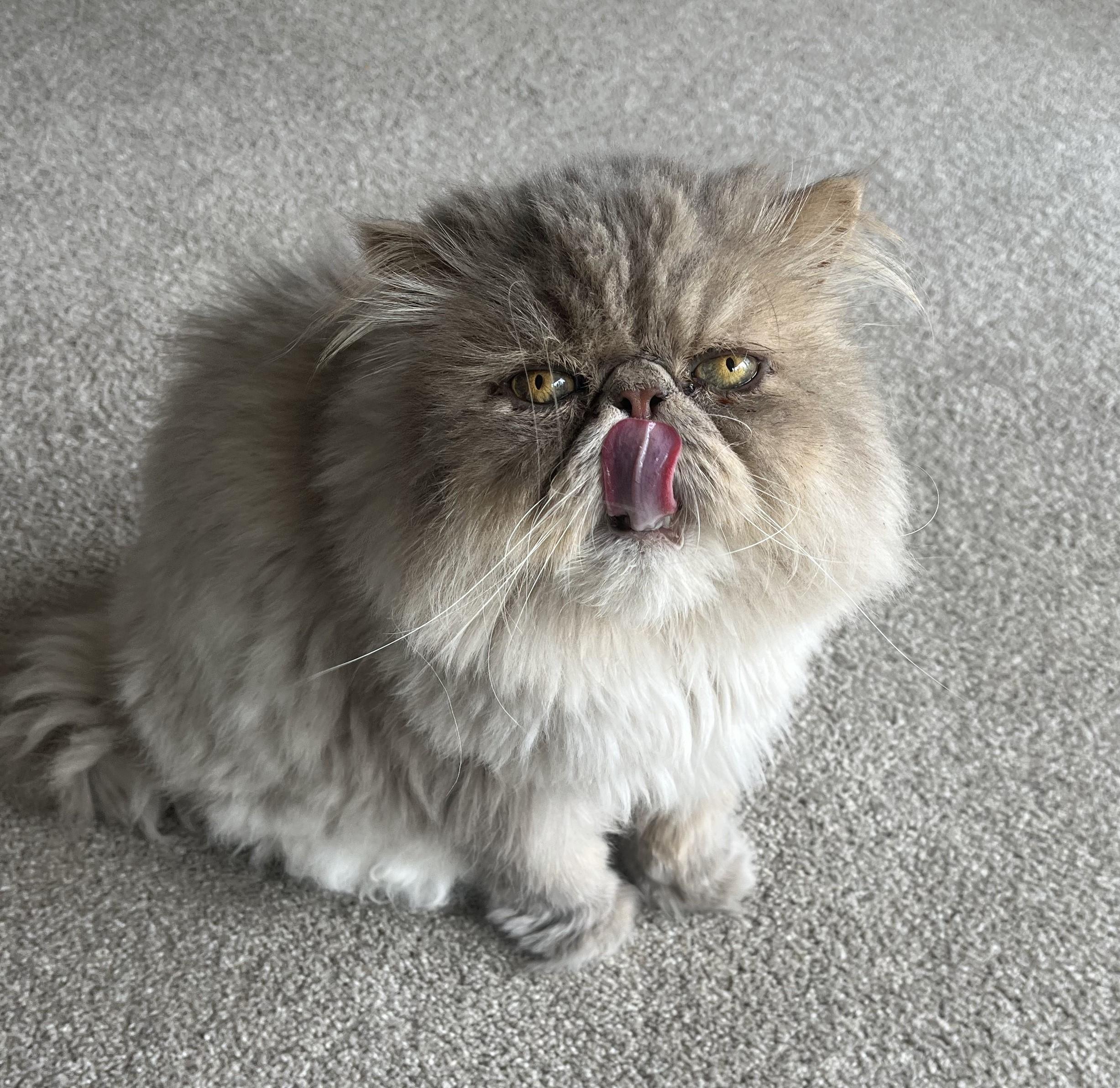 Spencer, a ADOPTABLE Persian in St. Louis, MO image 2/3