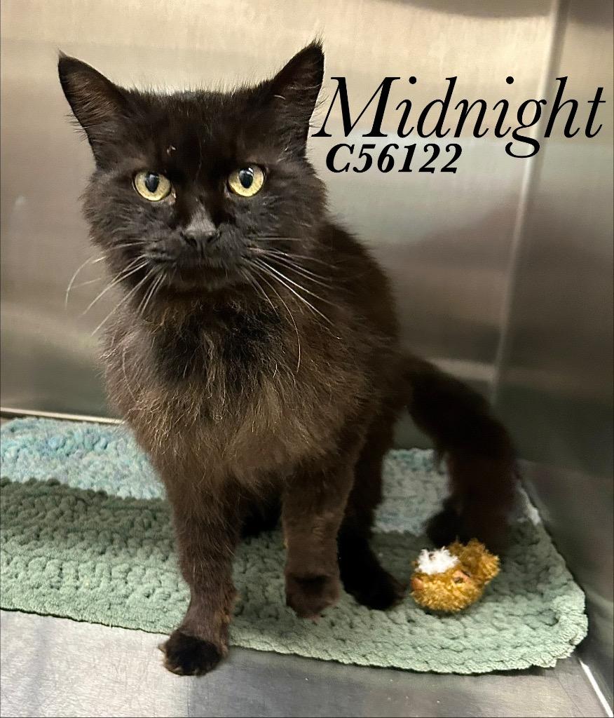 Midnight, Adoptable, Adult Male Domestic Long Hair.