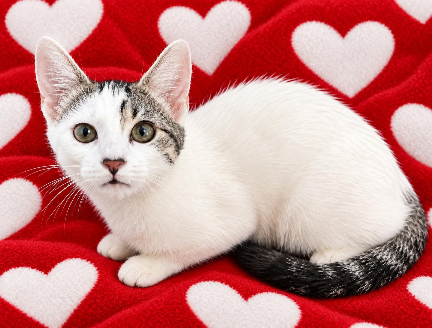 Enlarge Sophie, a Adoptable Domestic Short Hair in Austin, TX image 2/5