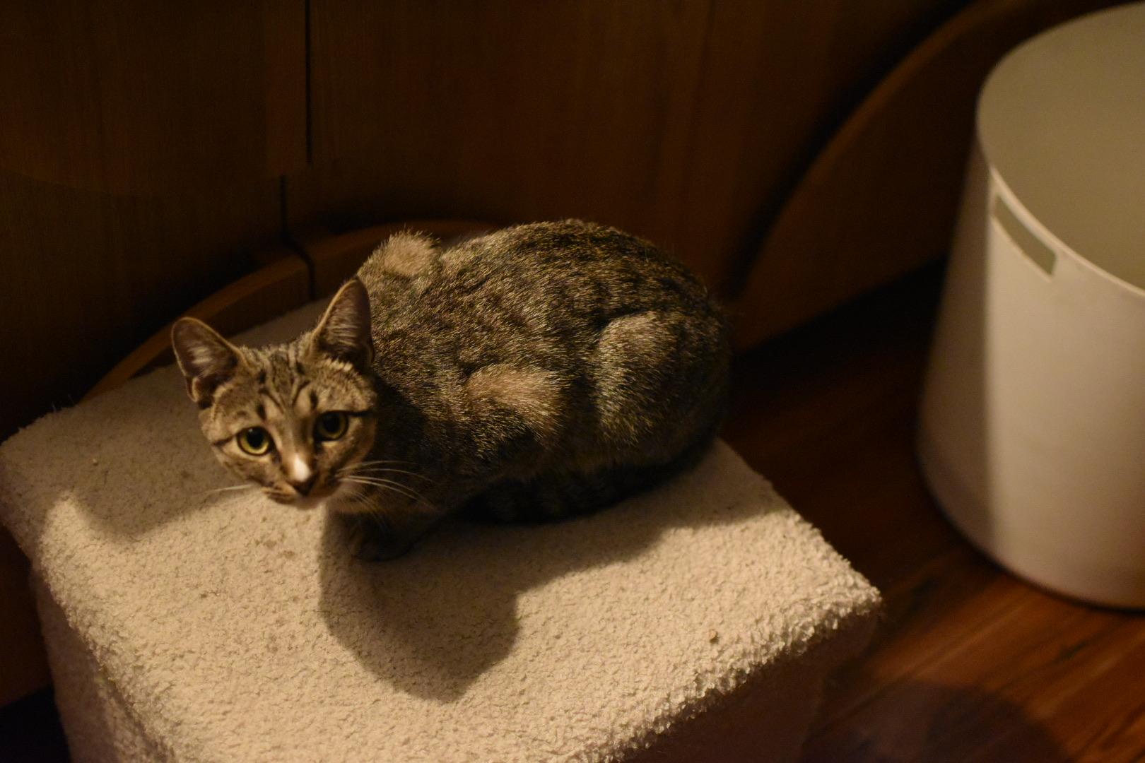 Enlarge Rosemary (Widow's Bay), a Adoptable Domestic Short Hair in Avondale Estates, GA image 3/4