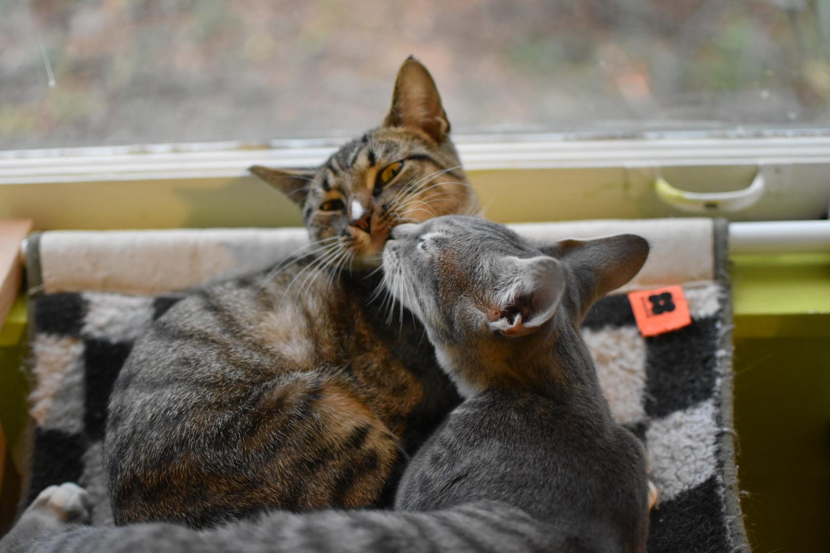 Enlarge Rosemary (Widow's Bay), a Adoptable Domestic Short Hair in Avondale Estates, GA image 4/4