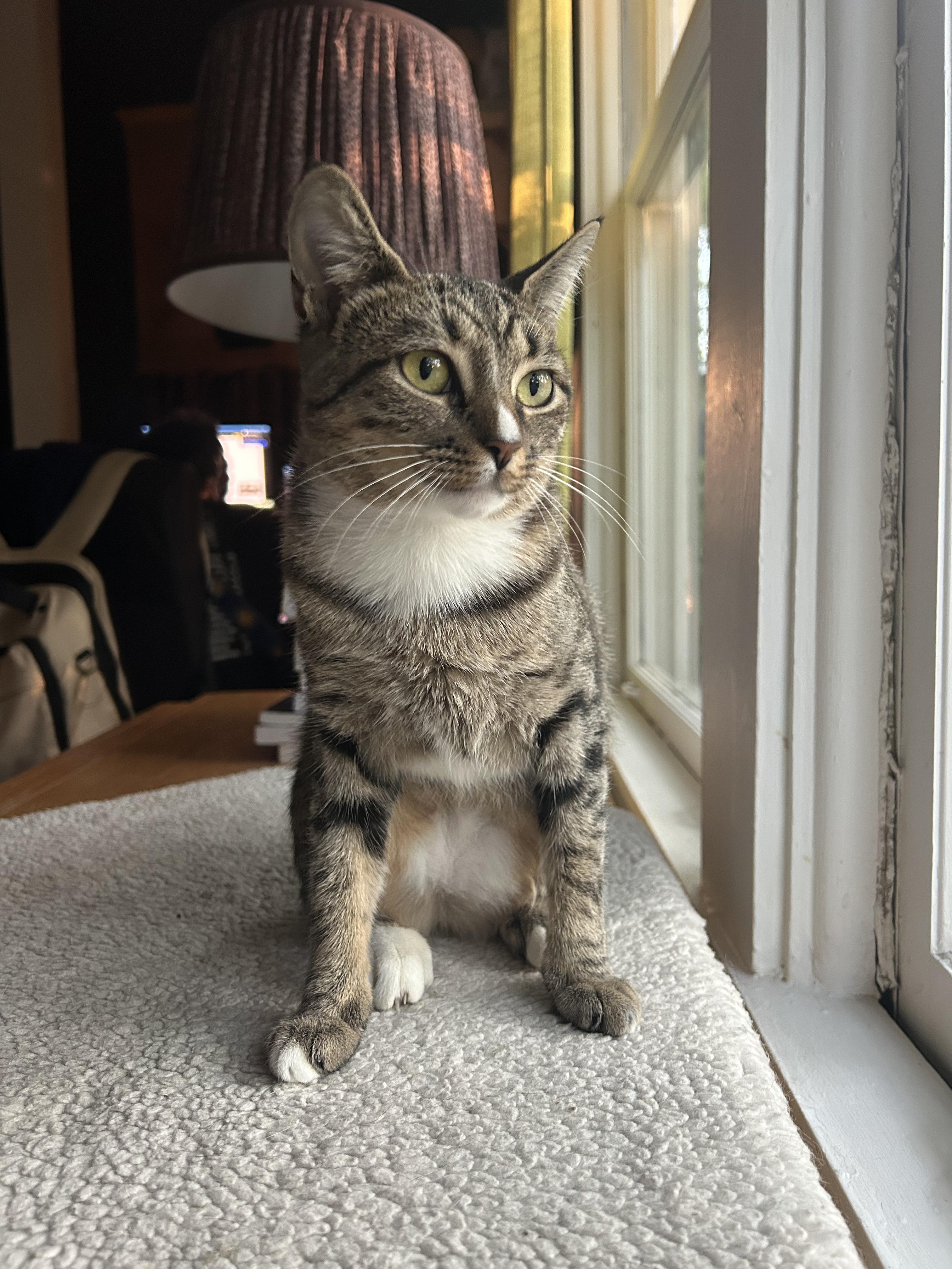 Enlarge Rosemary (Widow's Bay), a Adoptable Domestic Short Hair in Avondale Estates, GA image 2/4