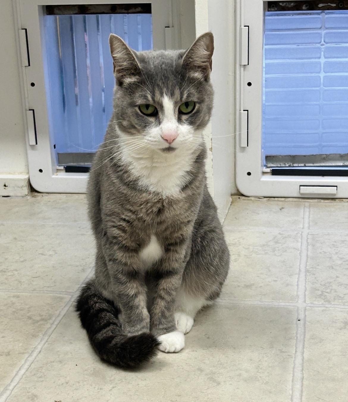 Enlarge Kelpie, an adopted Domestic Short Hair in Maple Ridge, BC image 3/4