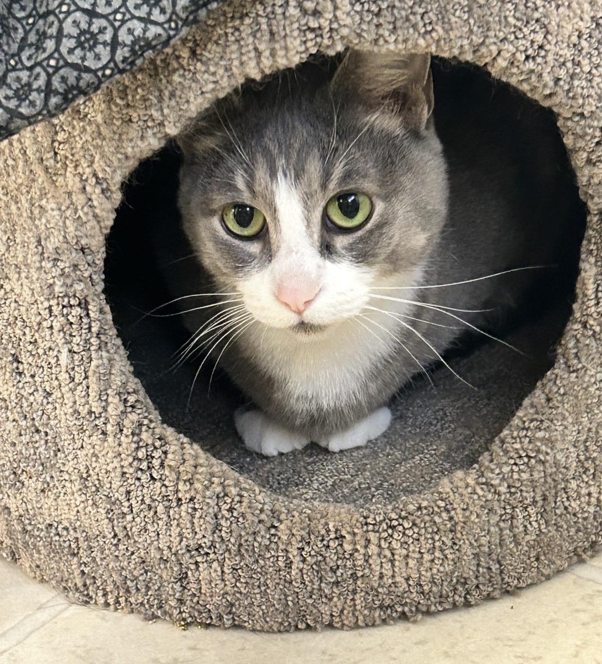 Enlarge Kelpie, an adopted Domestic Short Hair in Maple Ridge, BC image 2/4