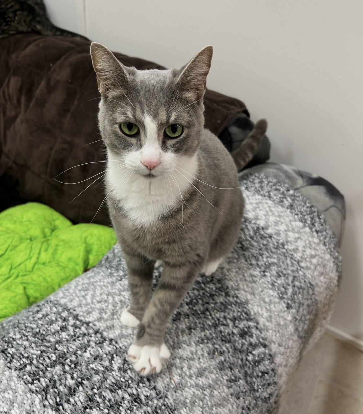 Enlarge Kelpie, an adopted Domestic Short Hair in Maple Ridge, BC image 1/4