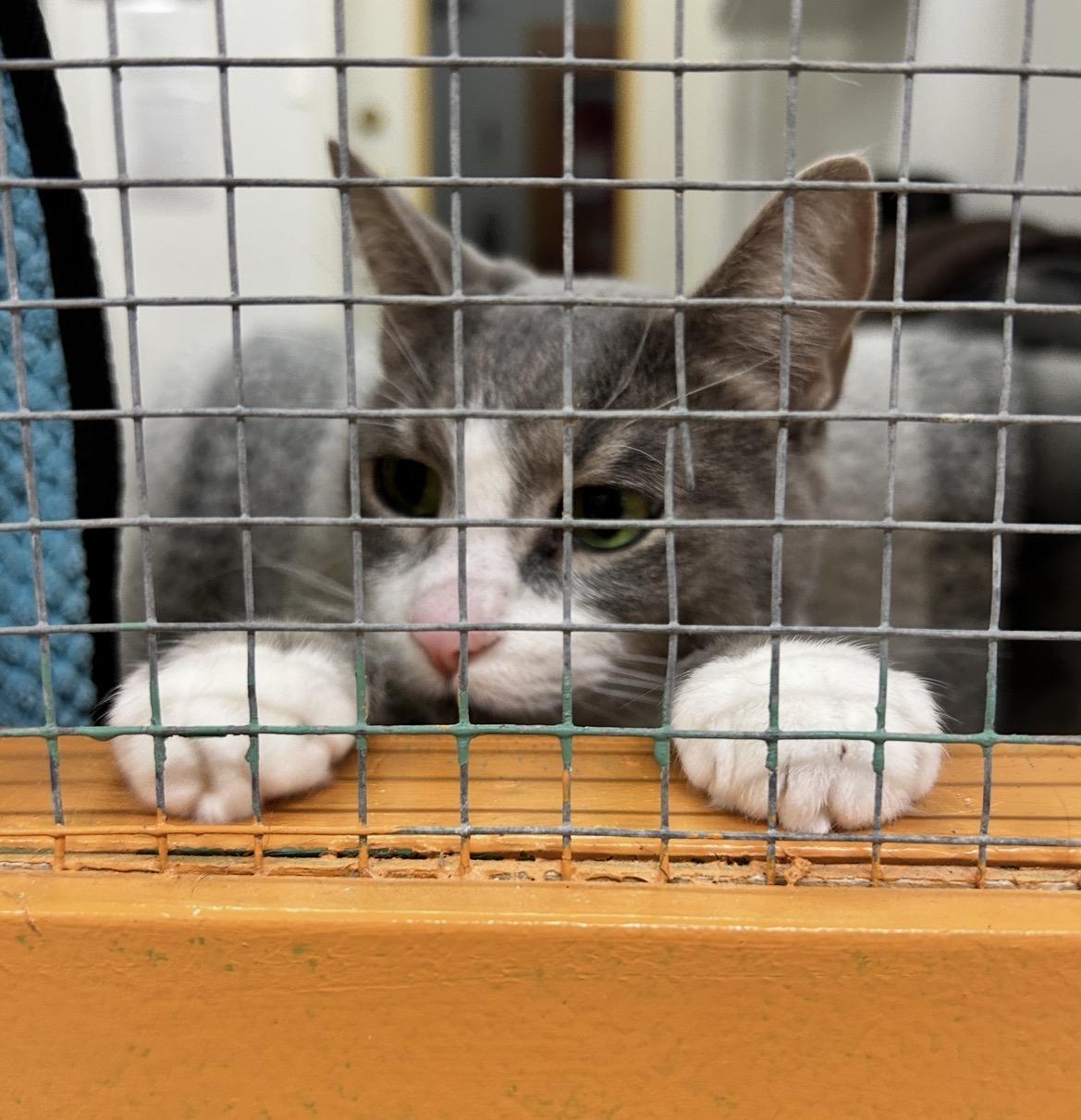 Enlarge Kelpie, an adopted Domestic Short Hair in Maple Ridge, BC image 4/4
