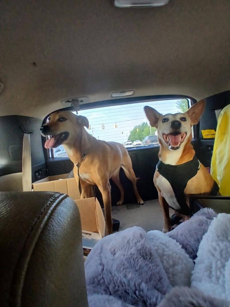 Tilly, Adoptable, Adult Female Mixed Breed.