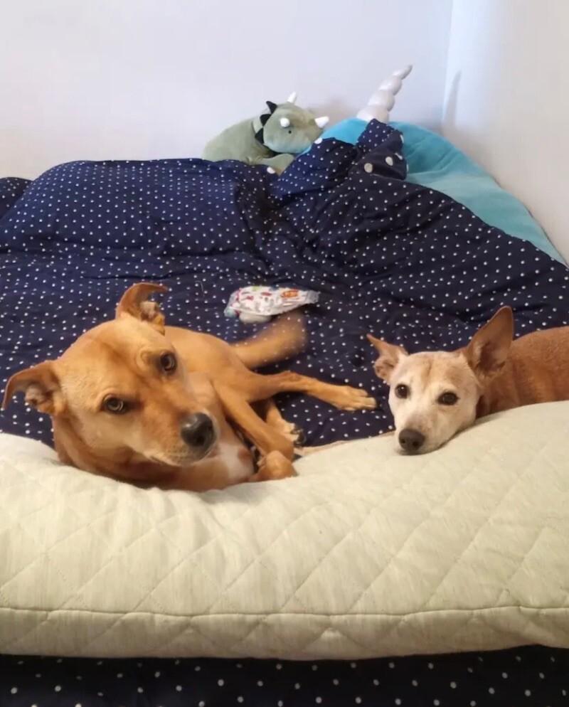 Tilly, Adoptable, Adult Female Mixed Breed.