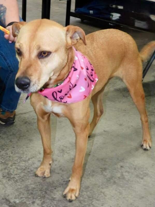 Tilly, Adoptable, Adult Female Mixed Breed.