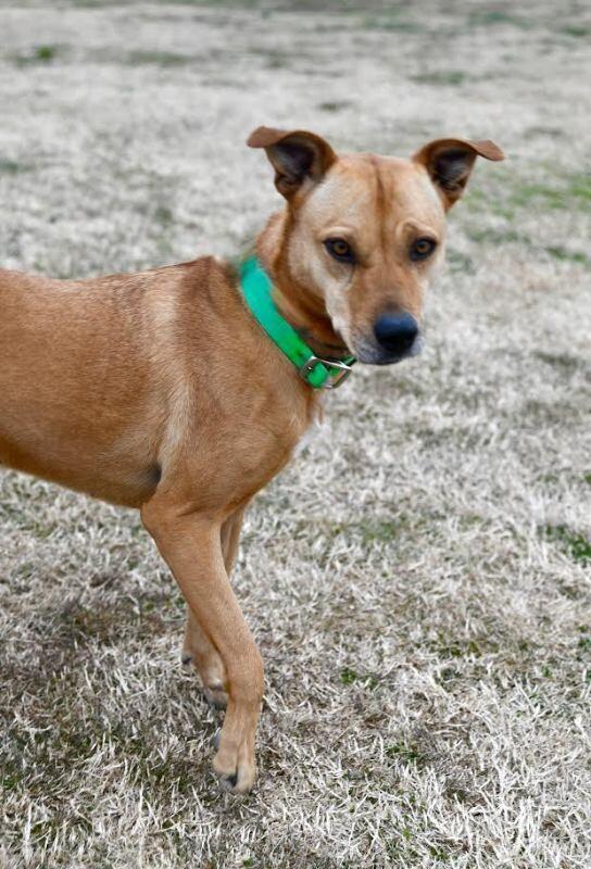 Enlarge Tilly, a Adoptable Mixed Breed in Maryville, TN image 3/6