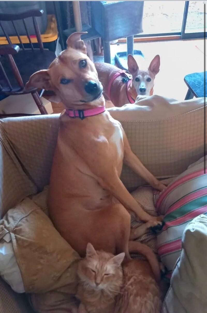 Enlarge Tilly, a Adoptable Mixed Breed in Maryville, TN image 3/4