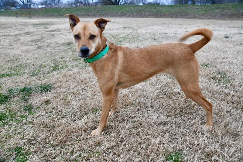 Enlarge Tilly, a Adoptable Mixed Breed in Maryville, TN image 5/6