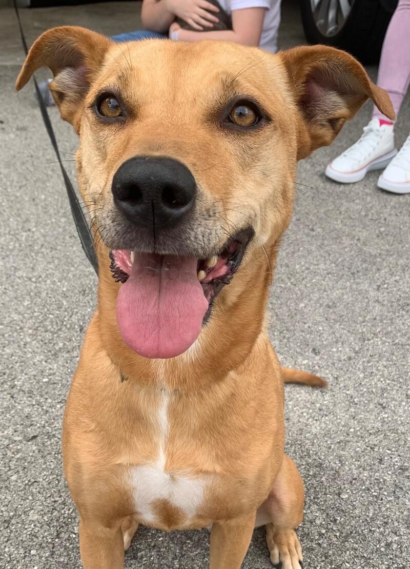 Enlarge Tilly, a Adoptable Mixed Breed in Maryville, TN image 4/4