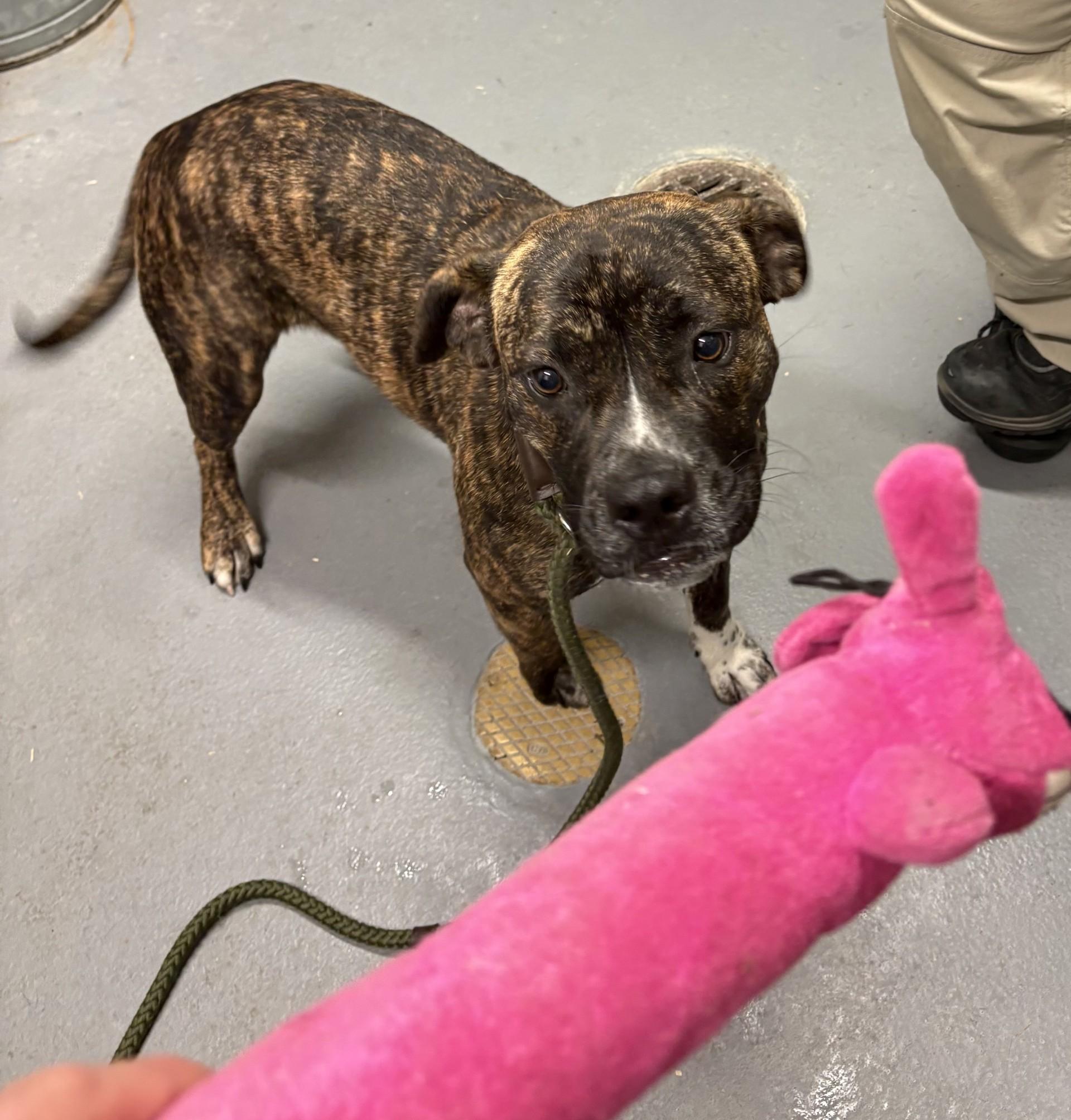 Enlarge Tinker Bell, a Adoptable mixed breed in Ashland, VA image 3/4