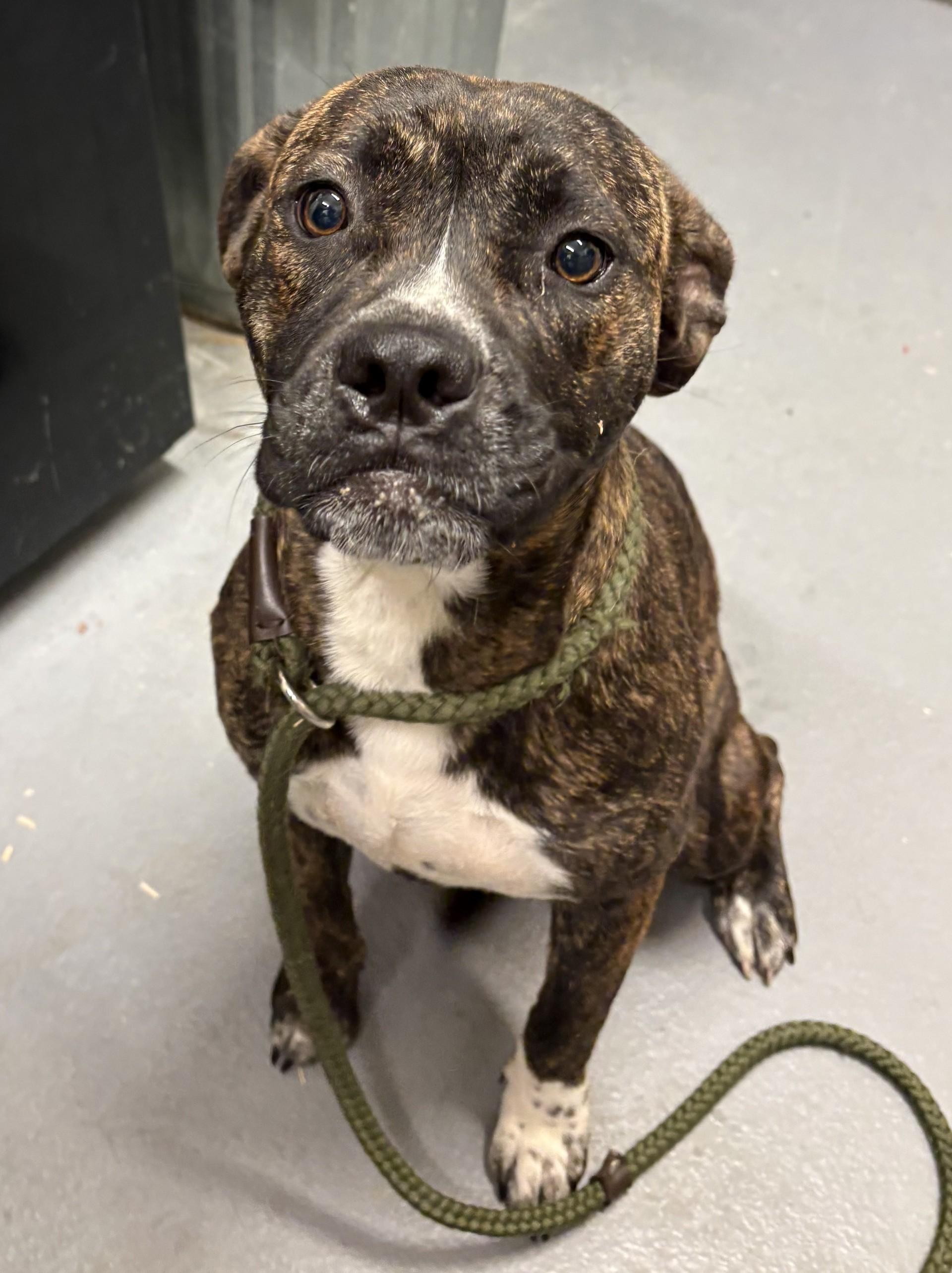 Enlarge Tinker Bell, a Adoptable mixed breed in Ashland, VA image 4/4