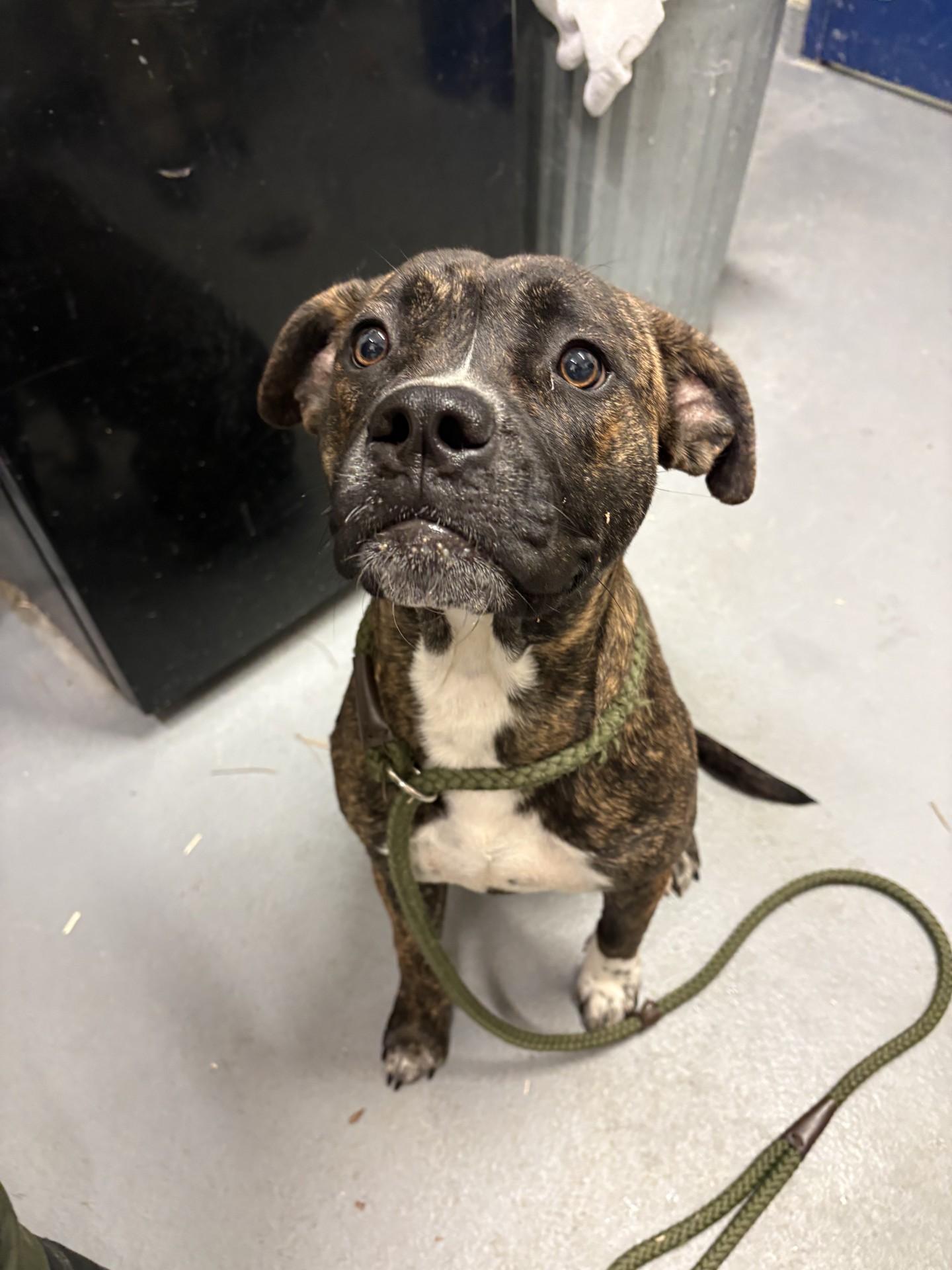 Enlarge Tinker Bell, a Adoptable mixed breed in Ashland, VA image 2/4