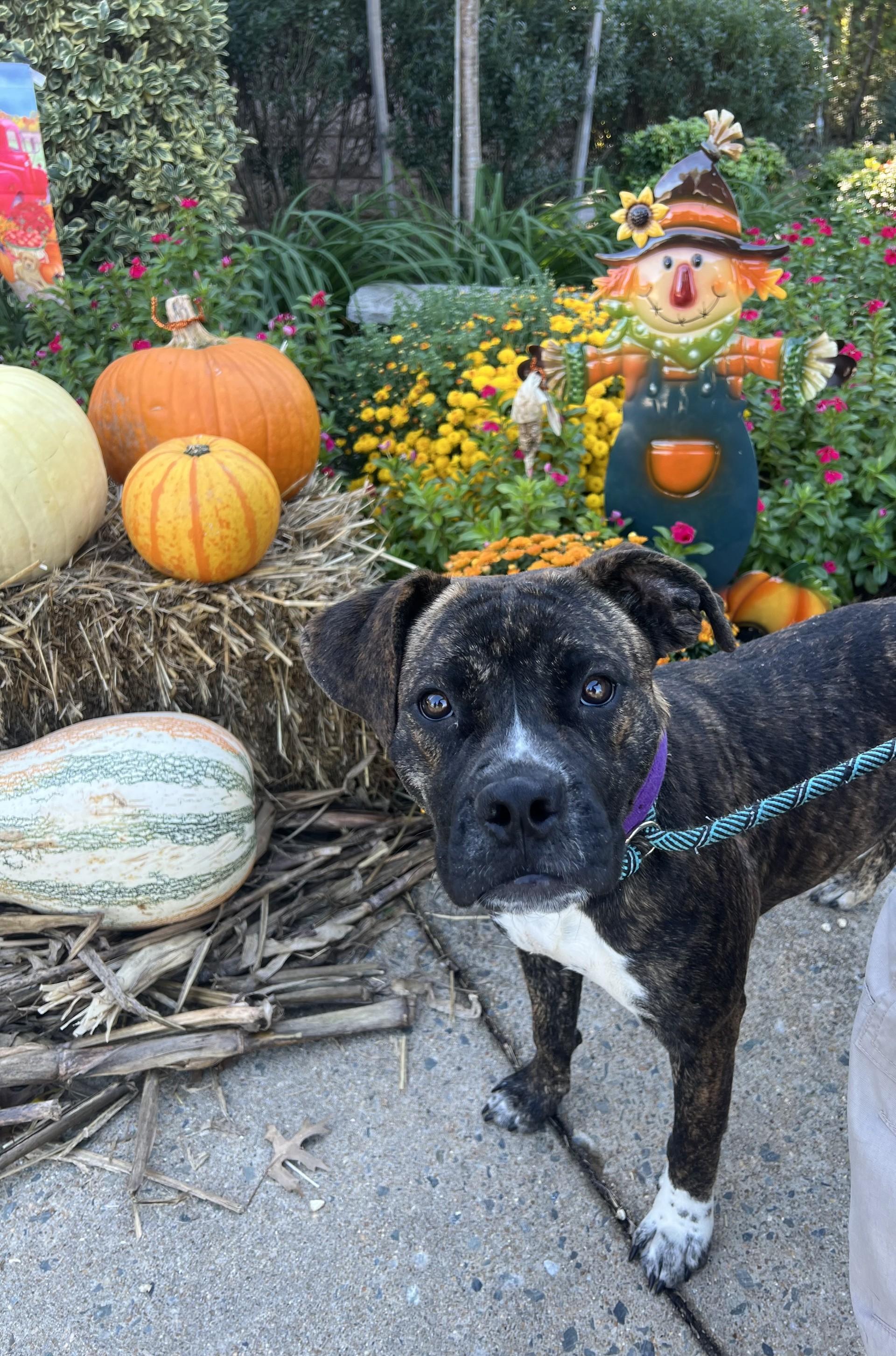 Tinker Bell, Adoptable, Young Female Pit Bull Terrier & Boxer.