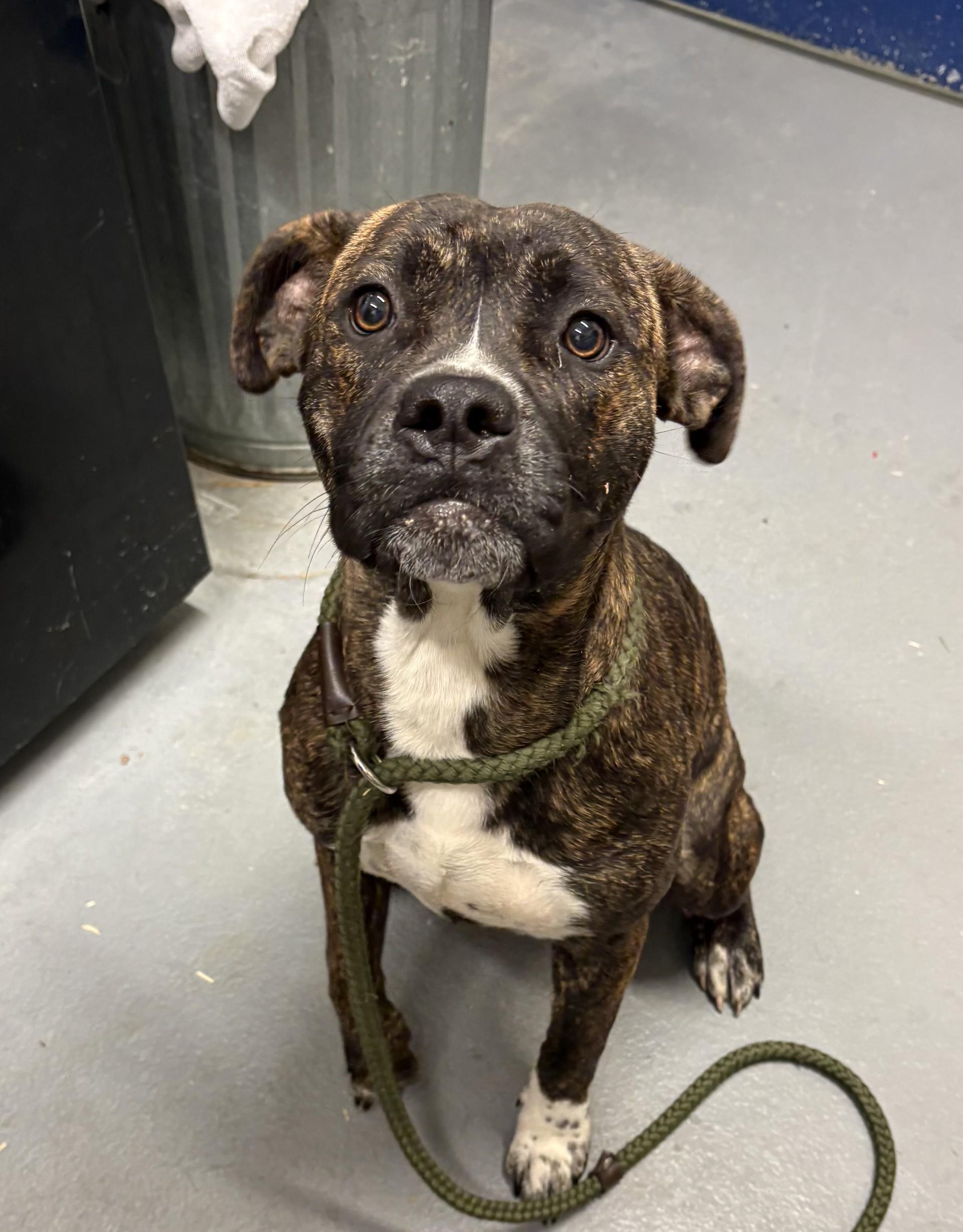 Tinker Bell, Adoptable, Young Female Pit Bull Terrier & Boxer.