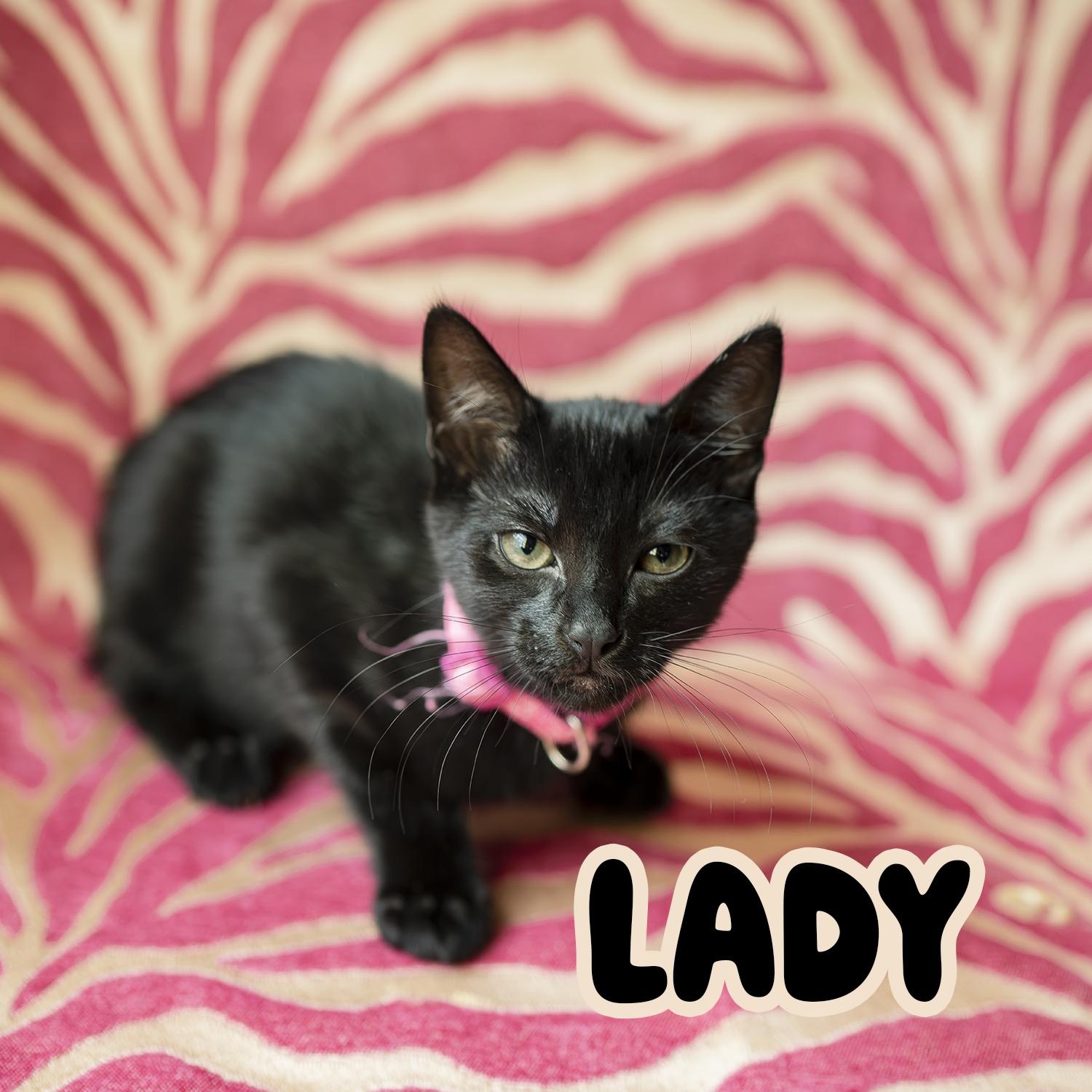 Lady, a Adoptable Domestic Short Hair in Kent, WA image 1/2