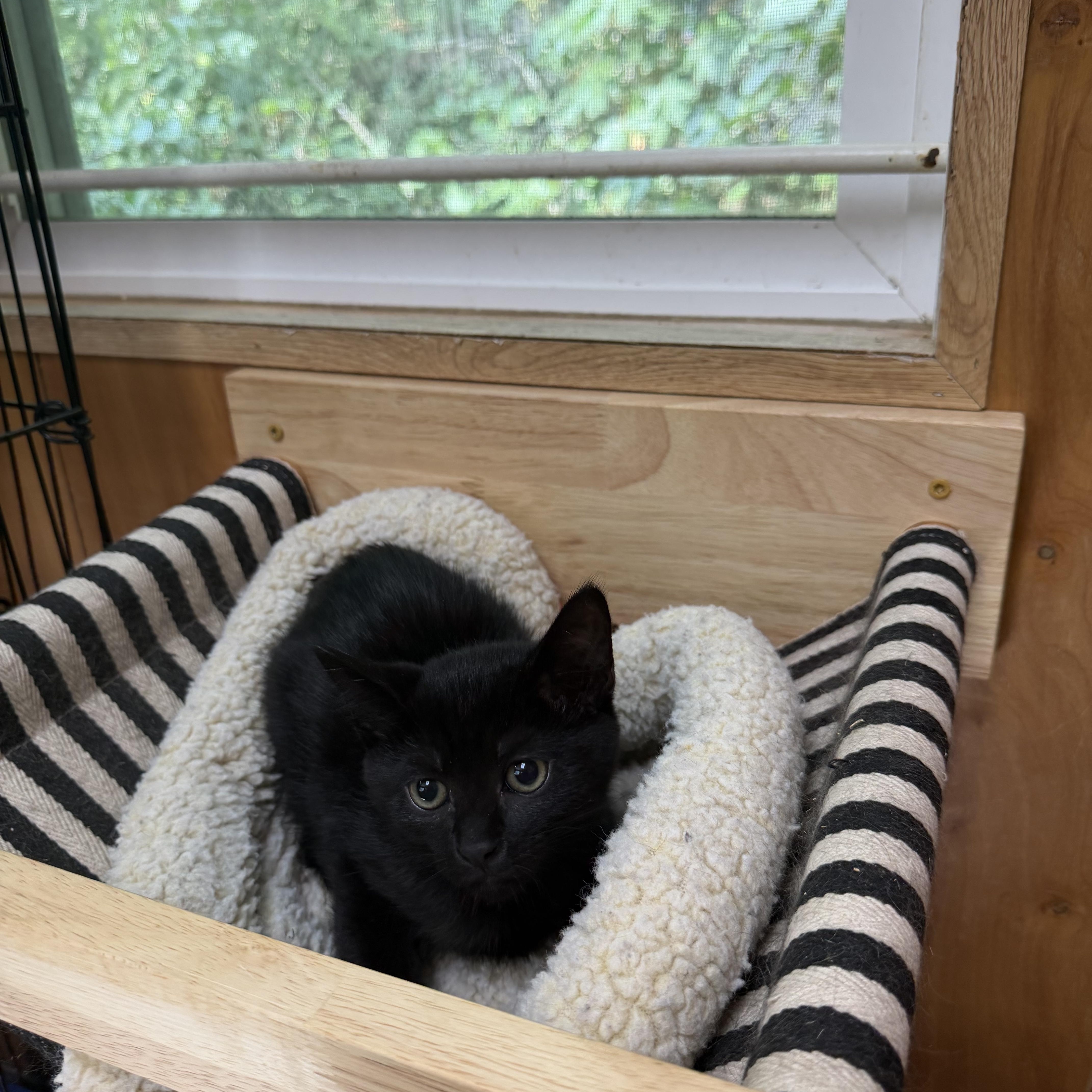 Lady, a Adoptable Domestic Short Hair in Kent, WA image 2/2