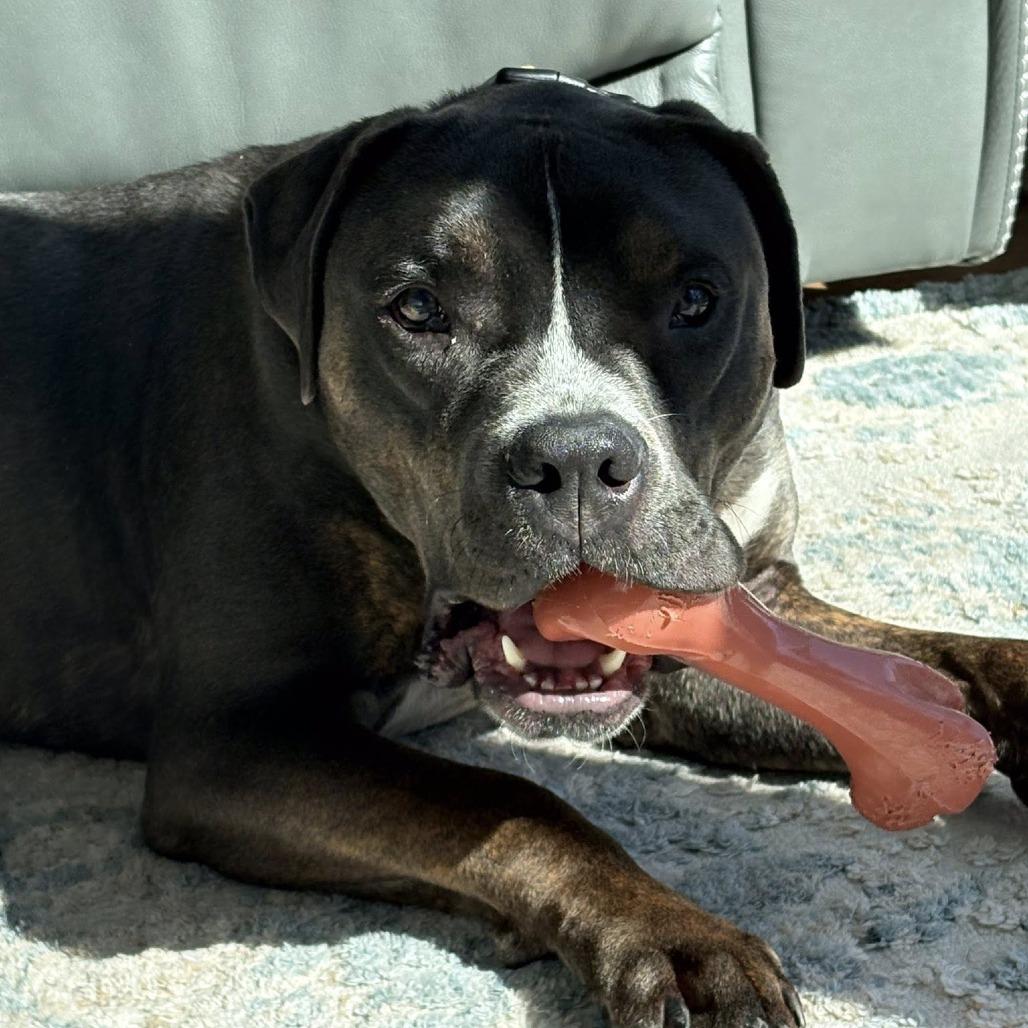 Brody, Adoptable, Adult Male Pit Bull Terrier.