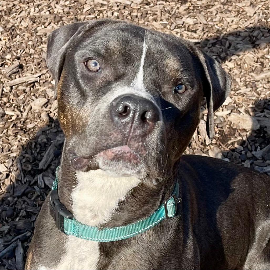Enlarge Brody, a Adoptable Pit Bull Terrier in Deerfield, IL image 2/4