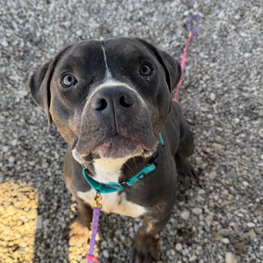 Enlarge Brody, a Adoptable Pit Bull Terrier in Deerfield, IL image 3/4