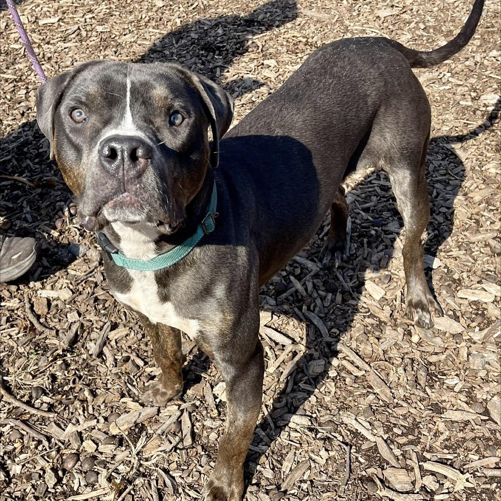 Enlarge Brody, a Adoptable Pit Bull Terrier in Deerfield, IL image 4/4