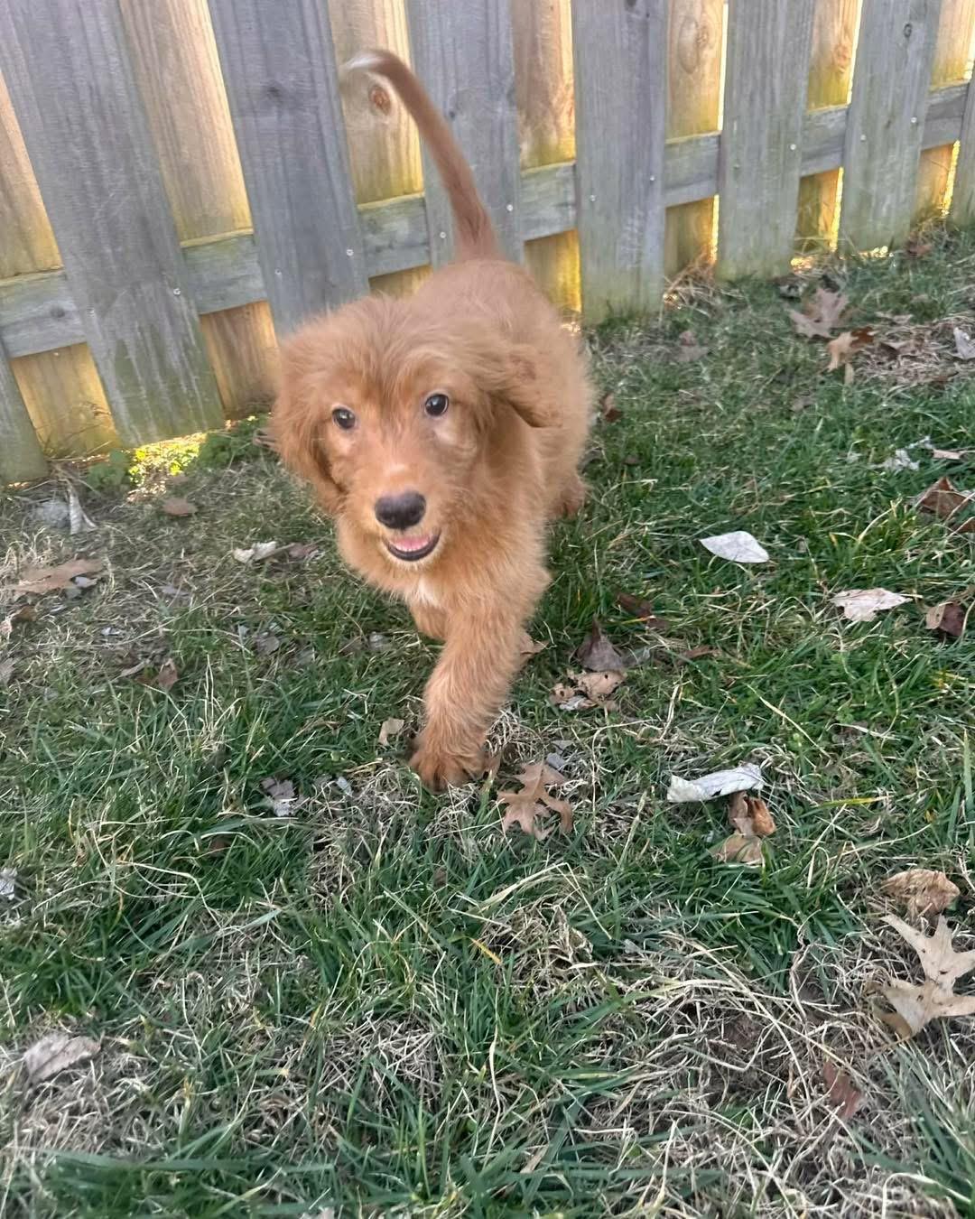 Sawyer, a Adopted Golden Retriever in Richmond, KY image 1/4