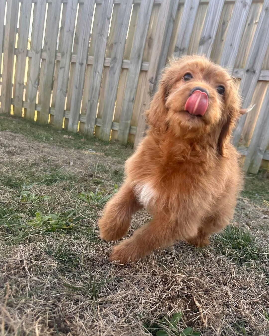 Sawyer, a Adopted Golden Retriever in Richmond, KY image 2/4