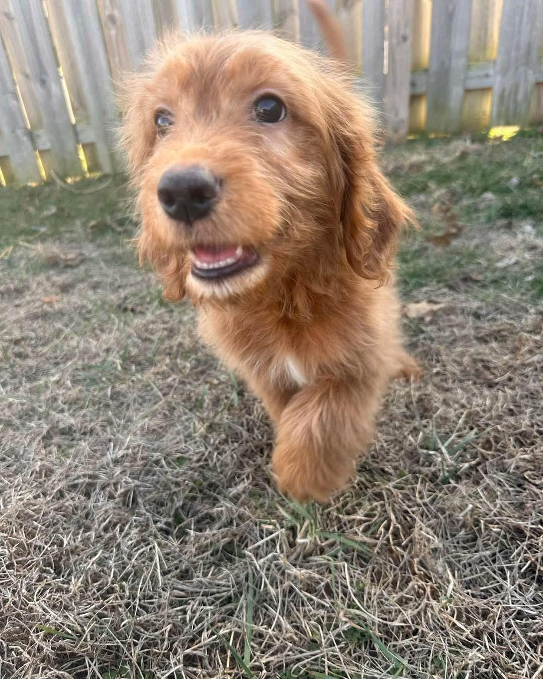 Sawyer, a Adopted Golden Retriever in Richmond, KY image 3/4