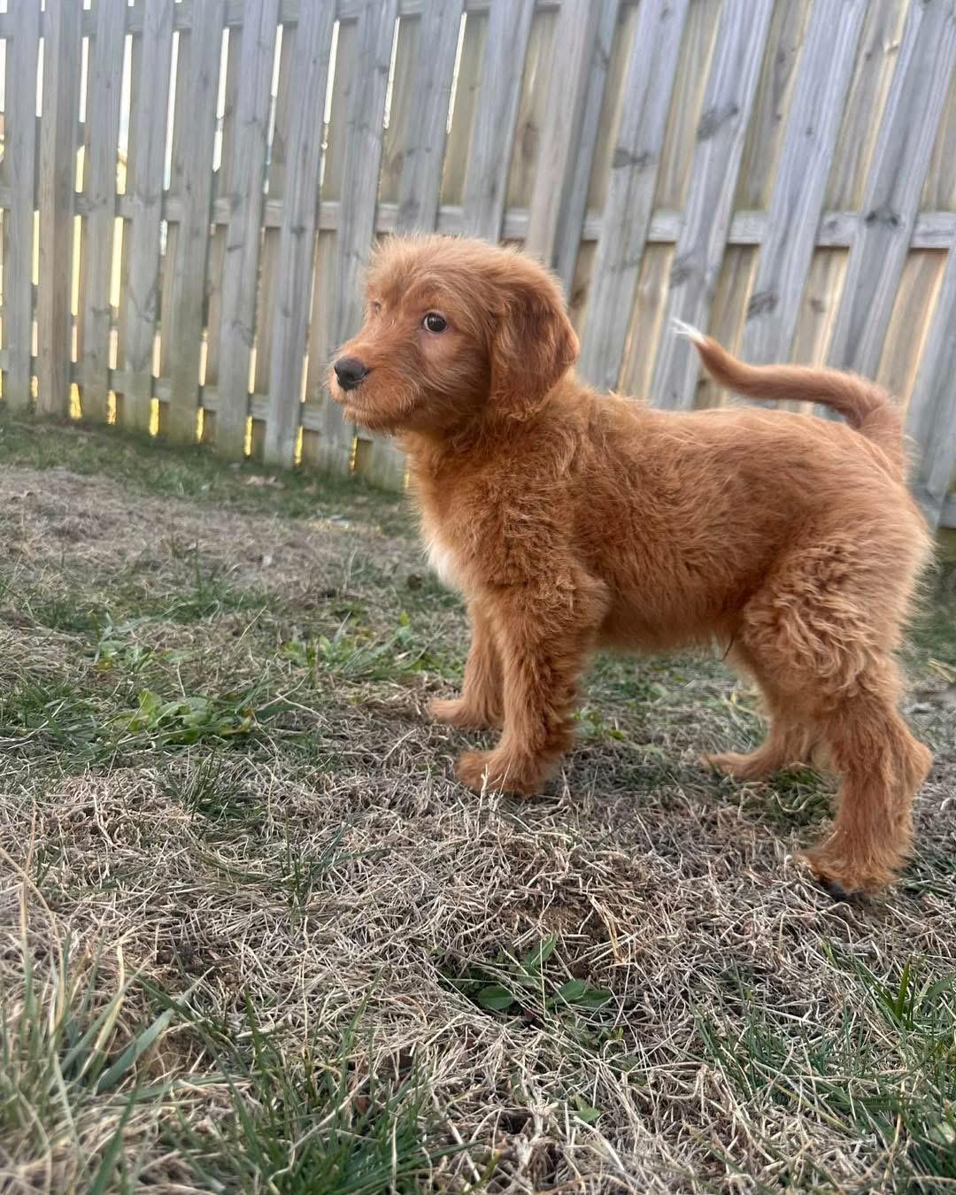 Sawyer, a Adopted Golden Retriever in Richmond, KY image 4/4