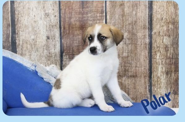 Polar, ADOPTABLE, Puppy Female Great Pyrenees & Border Collie.